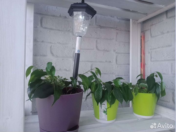 Фикус бенджамина