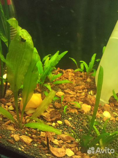 Улитки ампулярии