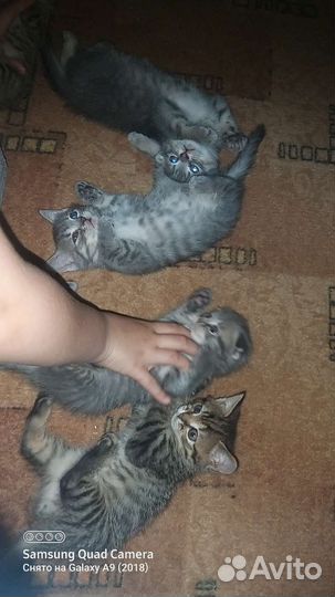 Шотландские