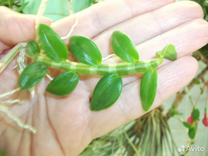 Дендробиум, каттлея и ещё орхидеи