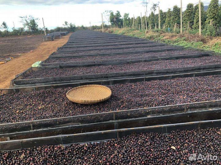 Зелёный кофе в зёрнах опт