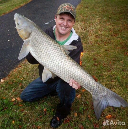 Малёк белый амур Толстолобик карп линь карась вьюн
