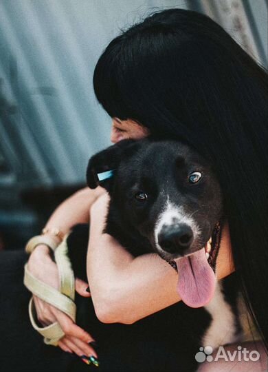 Собака в добрые руки отдам бесплатно