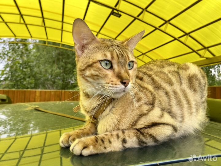 Бенгальская кошечка - 