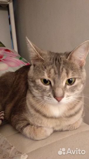 Передержка кошек и няня для котиков