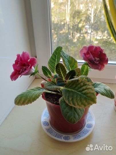 Герань пеларгония