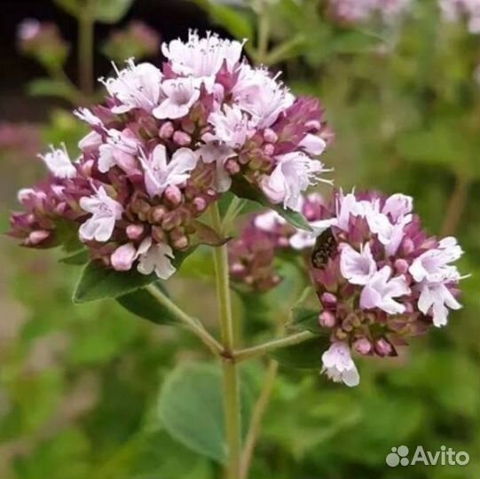 Душица (матрёшка)