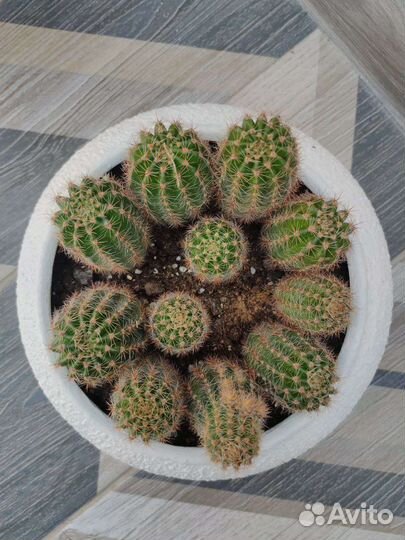 Кактусы и суккуленты