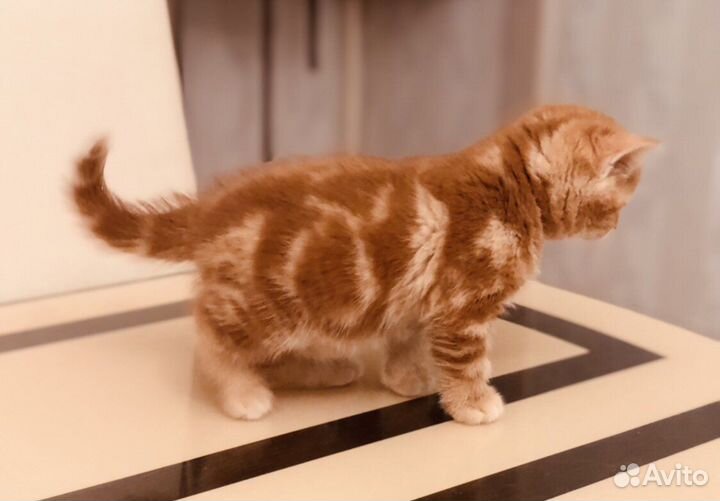 Красный мрамор скоттиш страйт