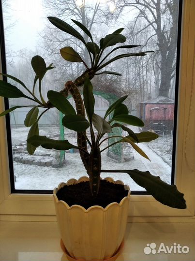 Комнатный молочай