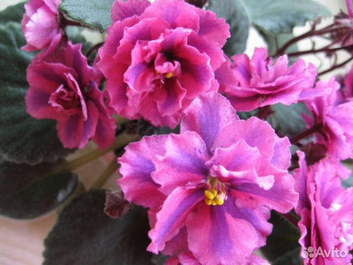 Сортовые фиалки