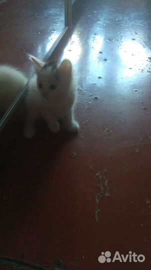 Сибирская кошечка