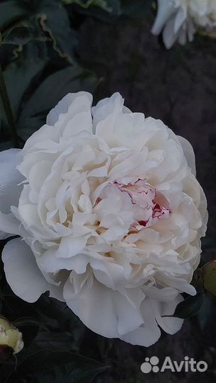 Белые пионы на срезку