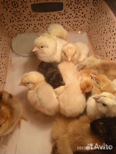 Суточные цыплята