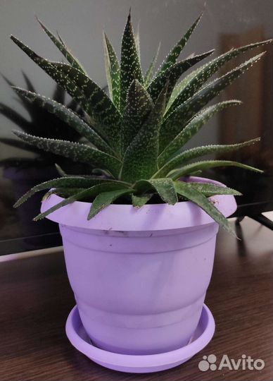 Комнатные цветы Суккулент