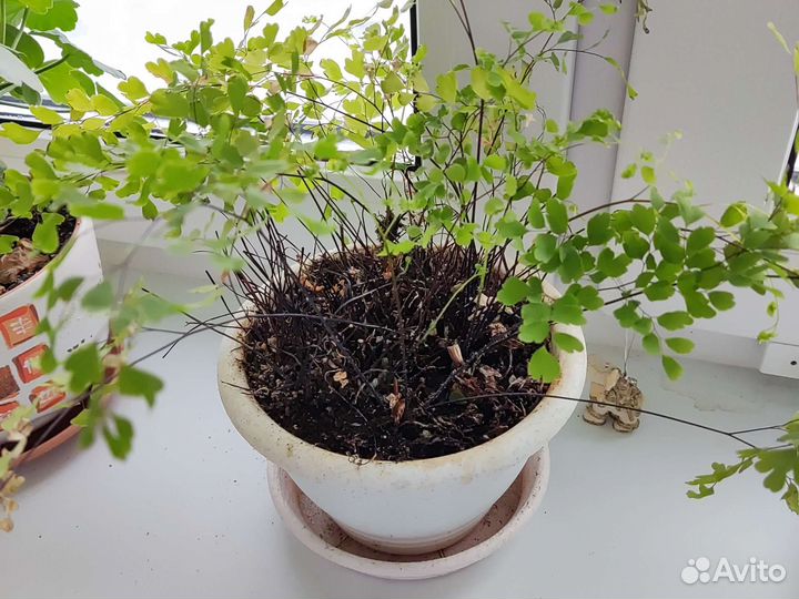 Комнатные цветы папоротник венерин волос