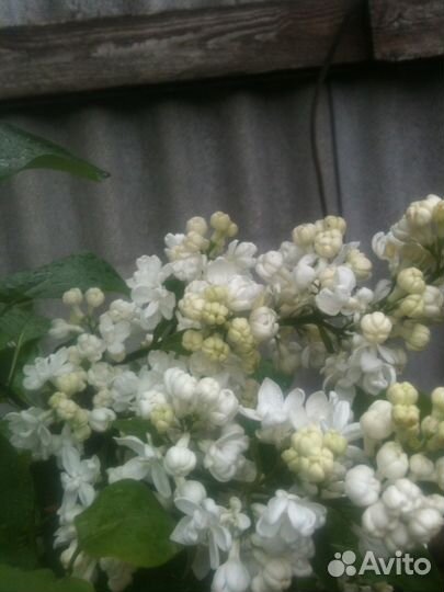 Крупномеры папоротника-страусника,саженцы грецкого