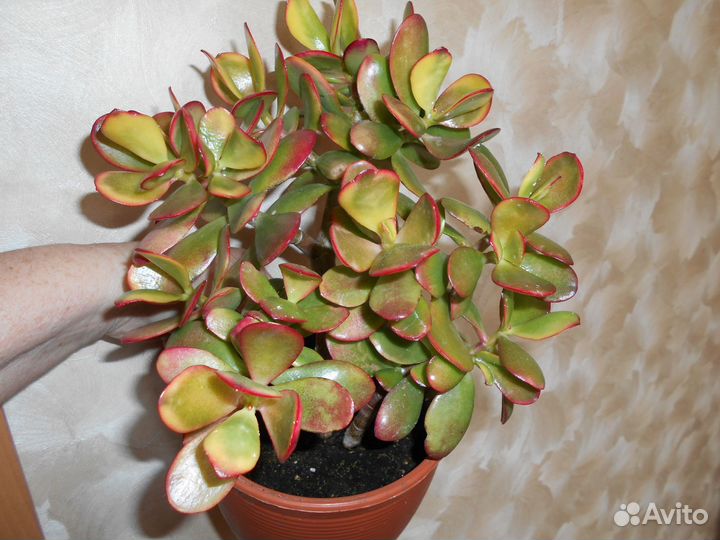 Толстянка денежное дерево