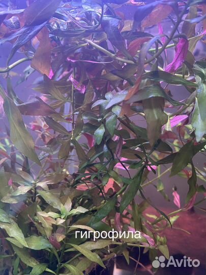 Аквариумные растения