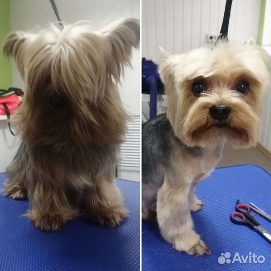 Грумер Стрижка/ экспресс линька