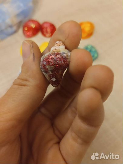 Ракушки морские