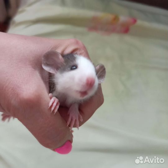 Крыса дамбо