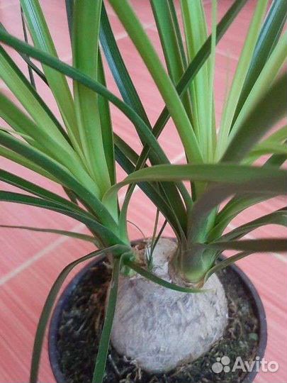 Комнатные растения