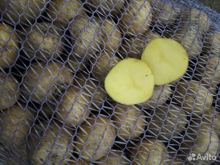 Семенной картофель гала