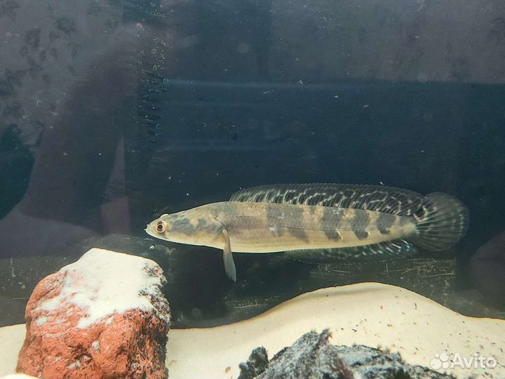 Змееголов императорский