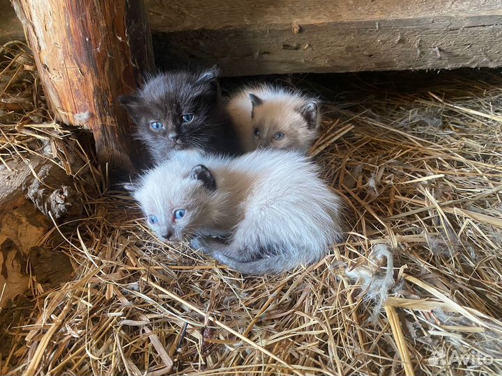 Кошки в добрые руки