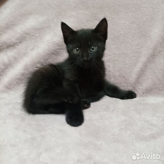 Отдам котят