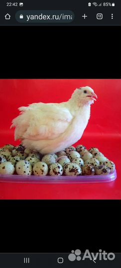 Яйца перепелиные инкубационное