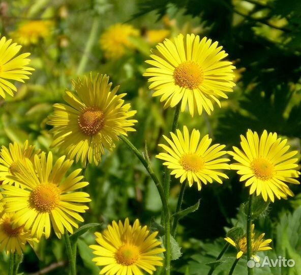 Декоративные многолетники для сада