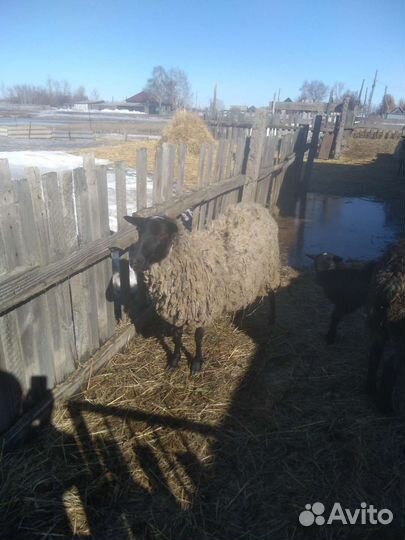 Овцы и тёлочка