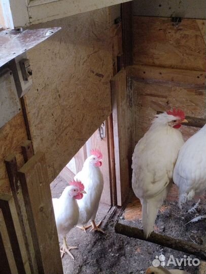 Молодые петушки леггорн