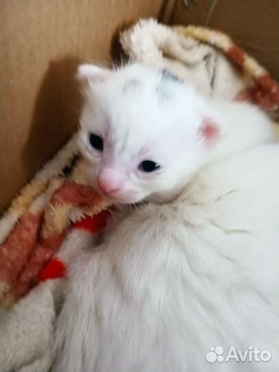 Кошка в дар