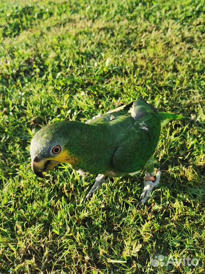 Венесуэльский амазон