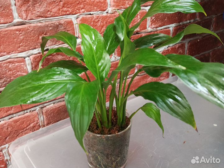 Спатифиллум