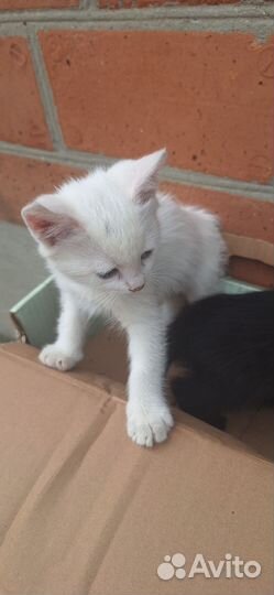 Котята мальчики 1 месяц