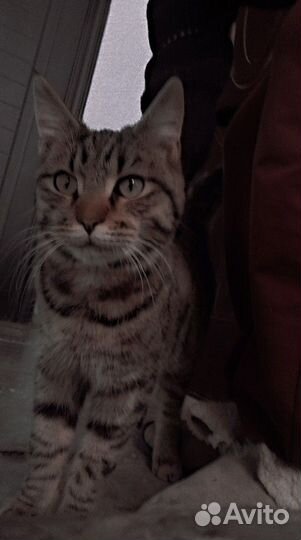 Отдам кошку