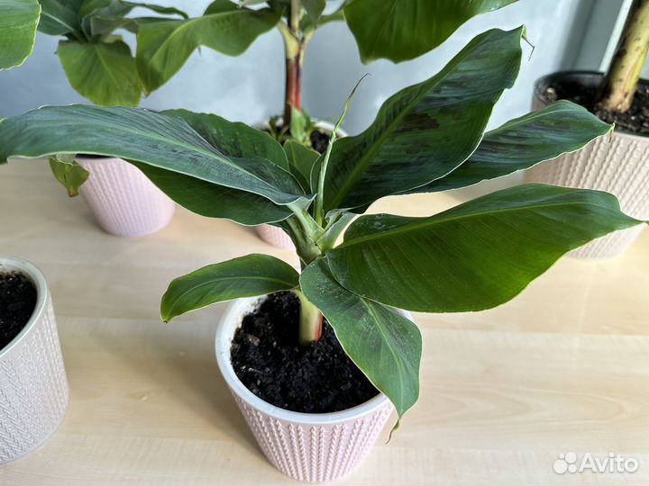 Банан Киевский карлик (суперкарлик)