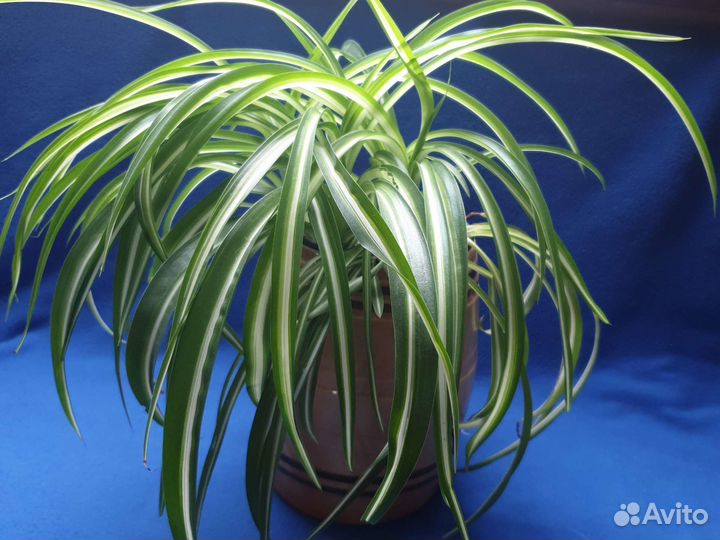 Хлорофитум