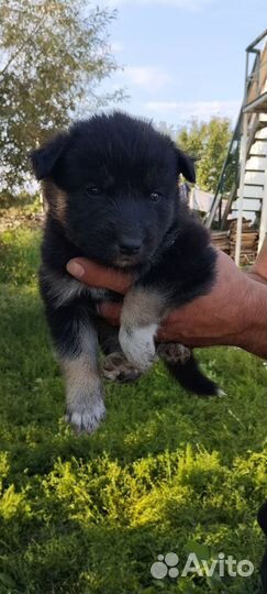 Дворняжка в добрые руки. 2 мальчика и 3 девочки