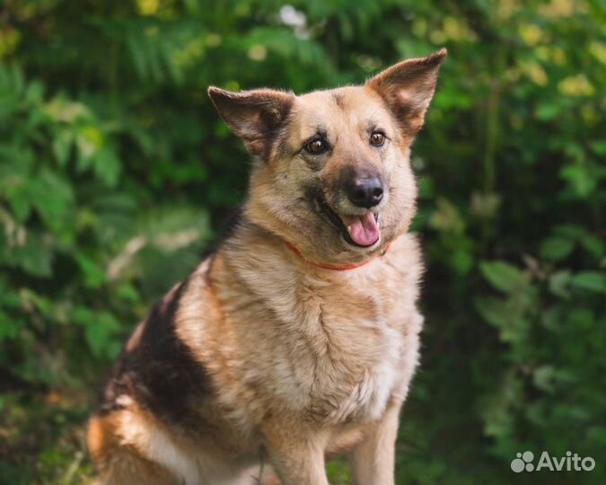 Собака в добрые руки