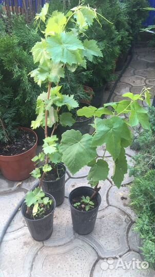 Виноград 2 года в горшках 500