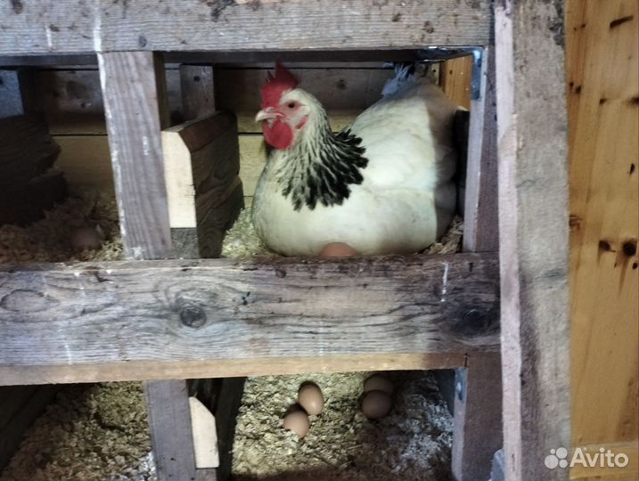 Яйцо куриное, домашнее деревенское