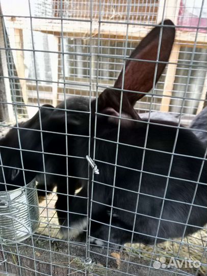 Кролик фландер, белый Паннон и Хиколь самцы