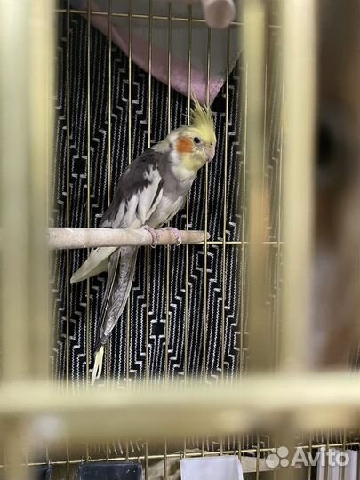 Попугай корелла пара