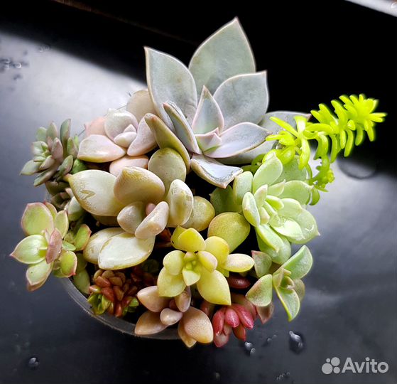 Набор суккулентов для садика, флорариума