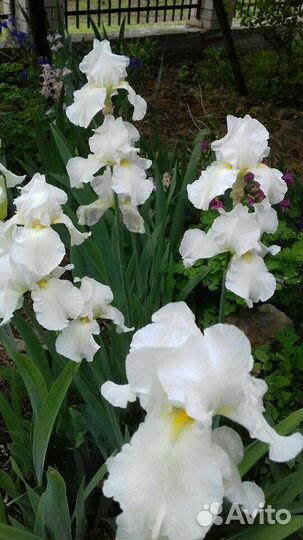 Ирисы сортовые
